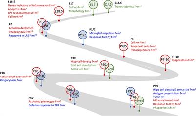 Exploring Sex-Related Differences in Microglia May Be a Game-Changer in Precision Medicine
